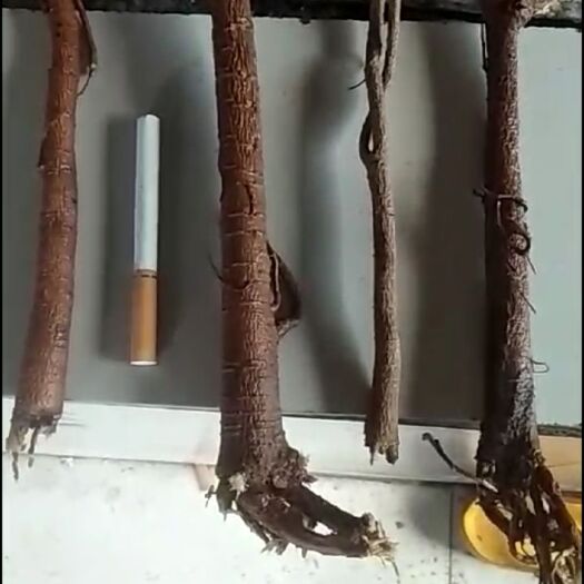 达拉特旗 甘草十五吨