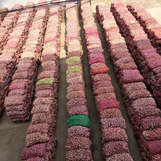 莘县红皮蒜 山东省聊城市莘县 混级统货 新蒜 库外蒜 干蒜