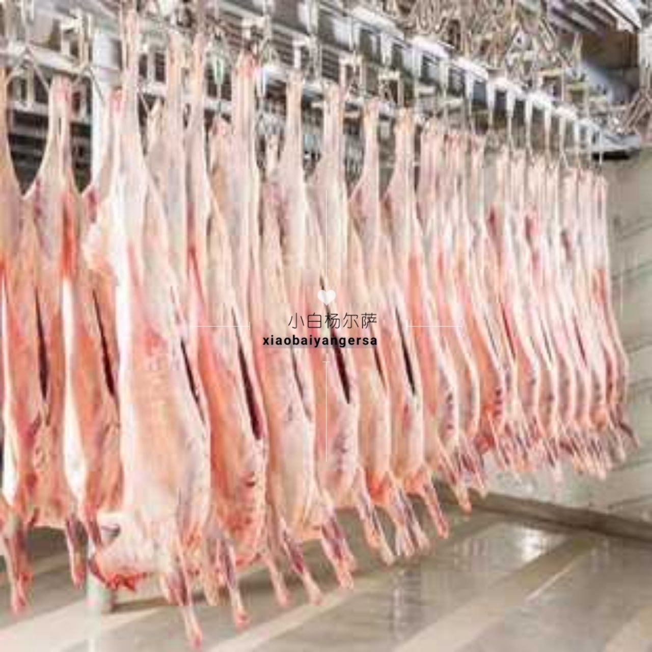 羊肉  3岁羊从牧场到餐桌直供，29元一斤