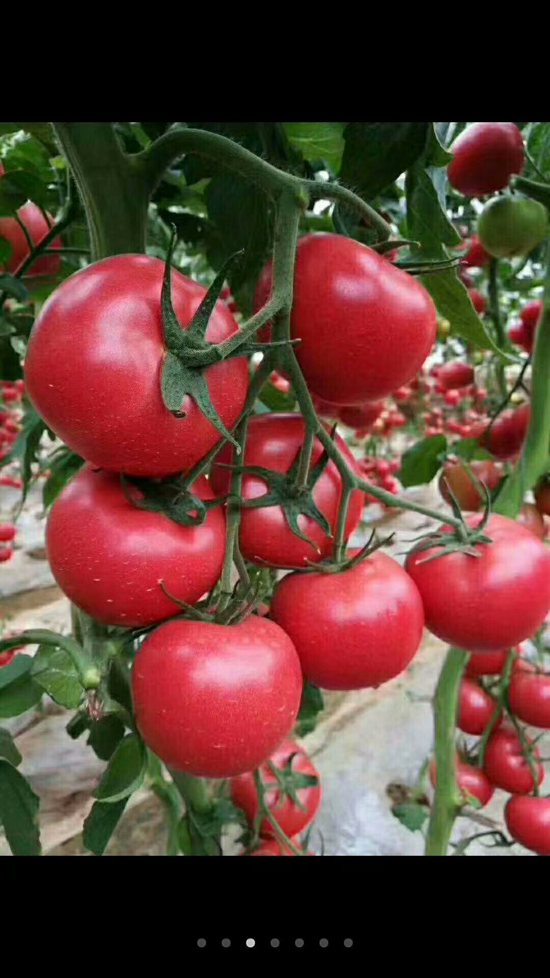 微生物菌剂  (70%有机质10%亿菌)