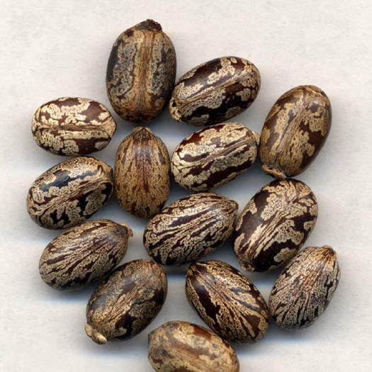  蓖麻子    批发零售各种中药材   花茶   