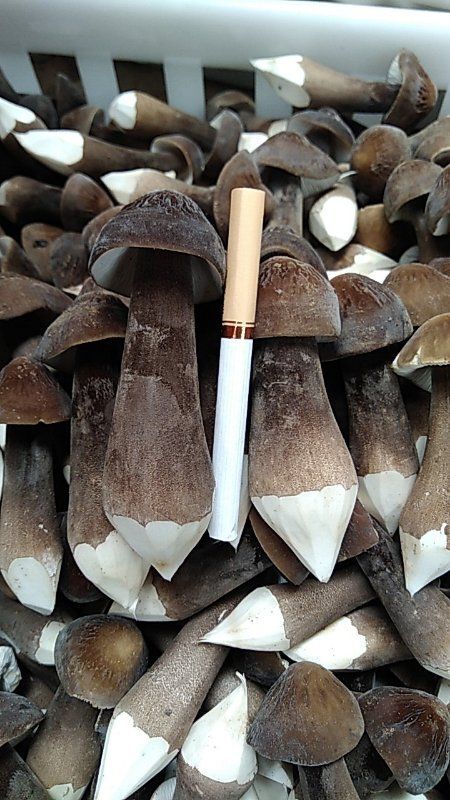 鱼台县鸡枞菌 供货及时，新鲜有保障。