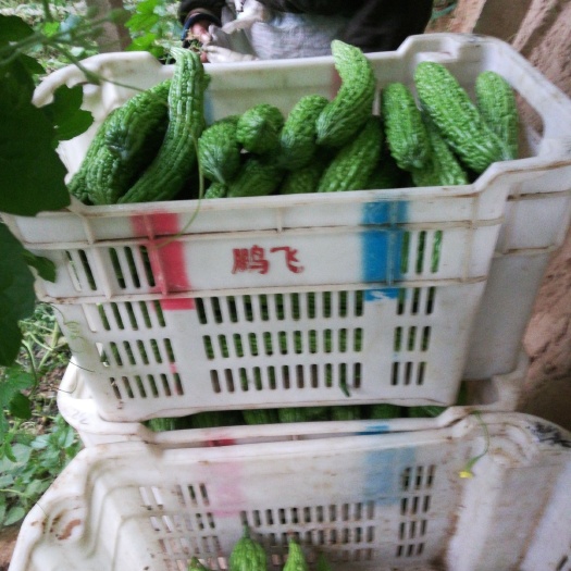 新农村苦瓜 30~40cm