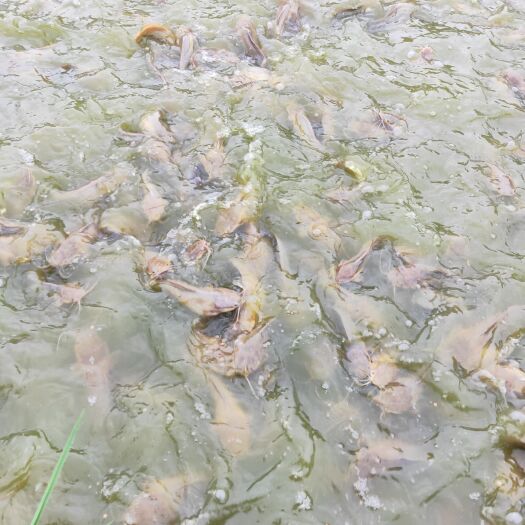 宁都县 本地塘鲺鱼，肉鲜美味