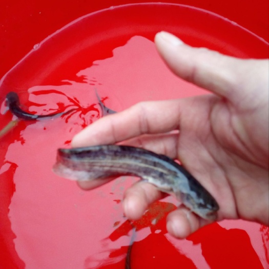 宾阳县大口鲶鱼苗 大口鲶鱼