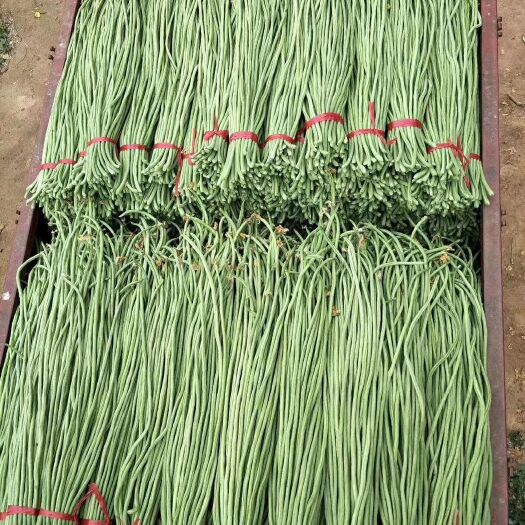 大名县 大量豆角上市了，现摘现卖