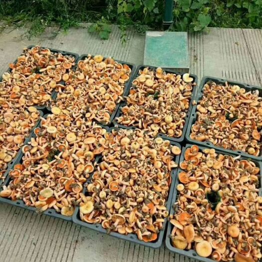 兴山县松树菌 来自大自然
