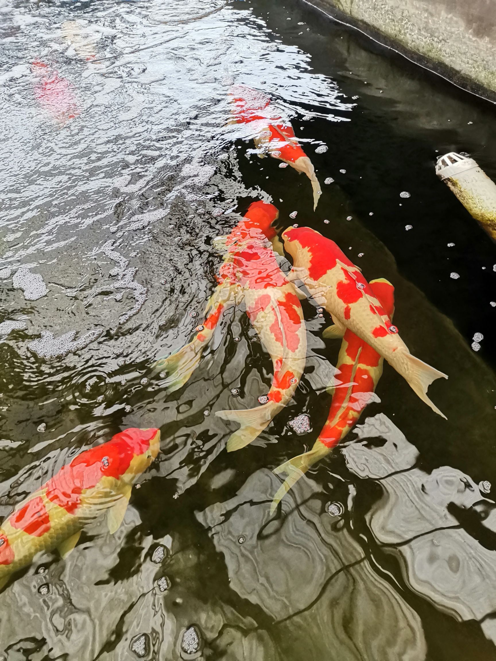 红白三色锦鲤 精品，商品，统货，三色，红白，昭和，丹顶