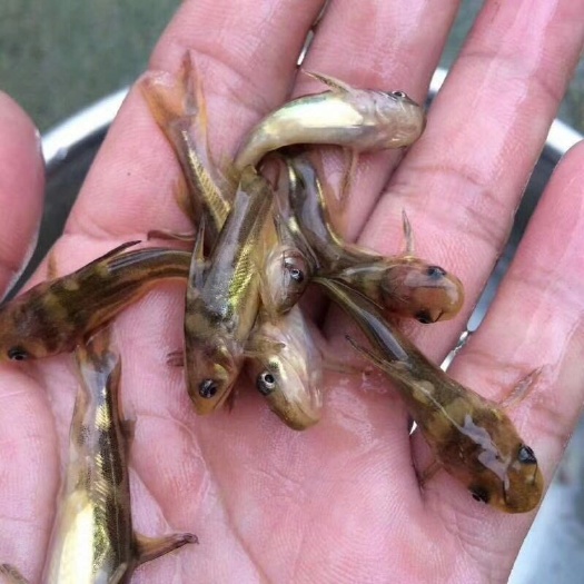广州 黄骨鱼苗，黄颡鱼苗，黄腊丁鱼