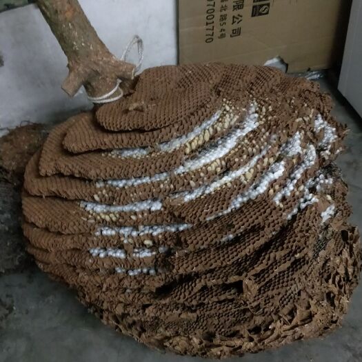 乐山马蜂蛹 马蜂出售