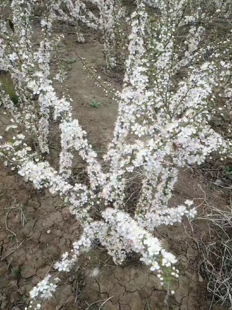  钙果苗