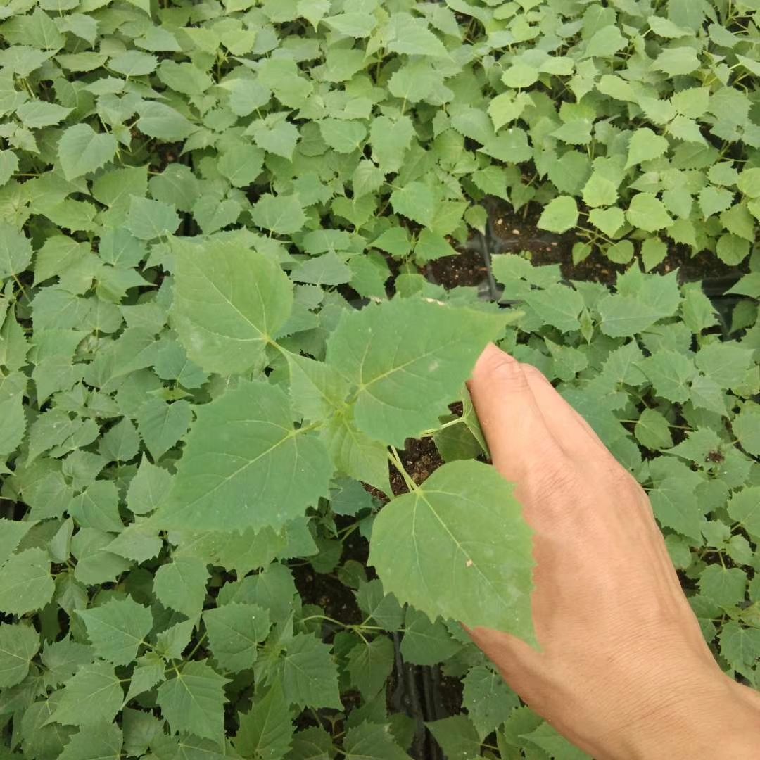 速生楸树苗楸树小苗价格，河南楸树繁育基地