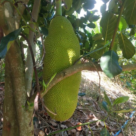 保亭县 海南菠萝蜜包邮，28-32斤，果农种植，个大饱满，肉质香甜