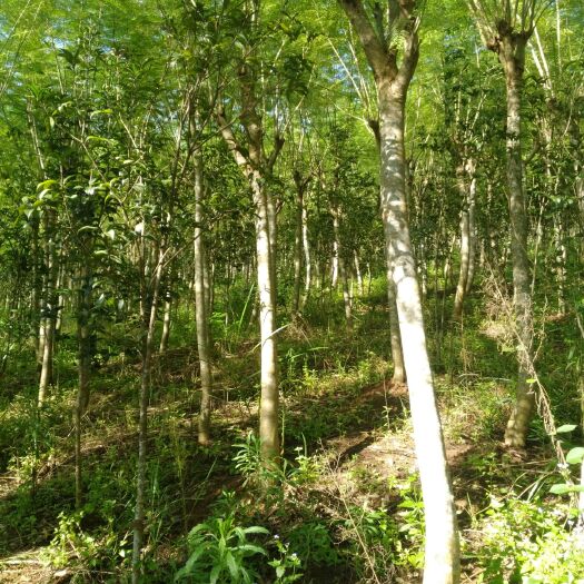 上思县 供应地苗蓝花楹
