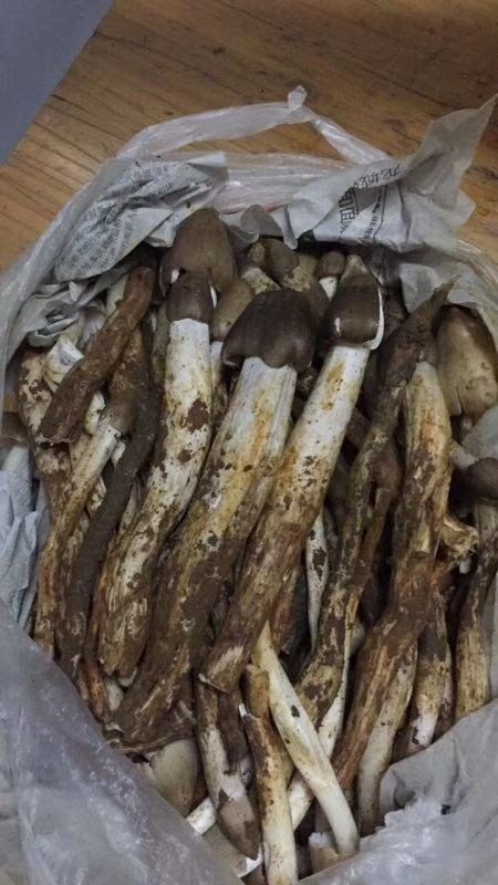 广州荔枝菌 鲜货 野生