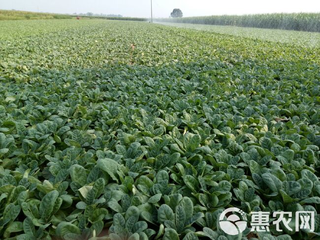 地黄种苗 生地种子  中国四大怀药基地直供生地种苗，诚信价低