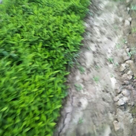 资阳 软枝小叶香橙苗