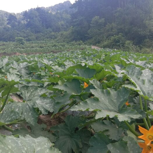 息烽县 西葫芦