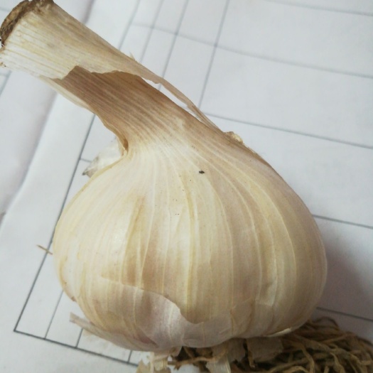 盐城 白皮大蒜新鲜上市，辣度高。