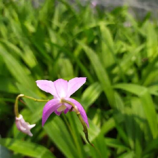 个旧市紫花白芨苗 三叉紫花白芨