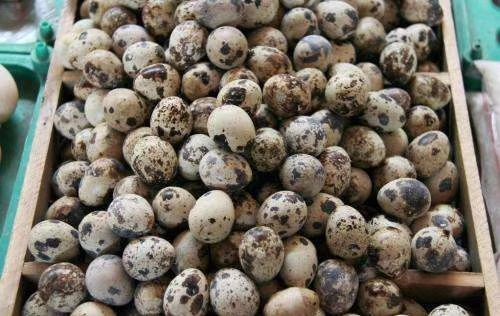 内黄县 新张铺鹌鹑厂每天有大量新鲜鹌鹑蛋出售，环境好无污染，欢迎订购