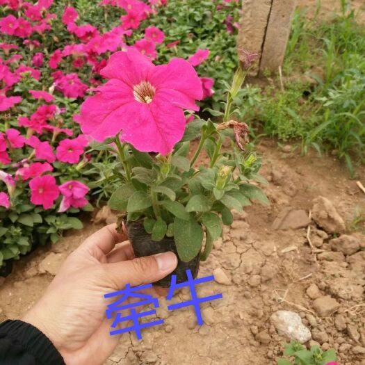 青州市 大量供应牵牛草花租摆，价格美丽