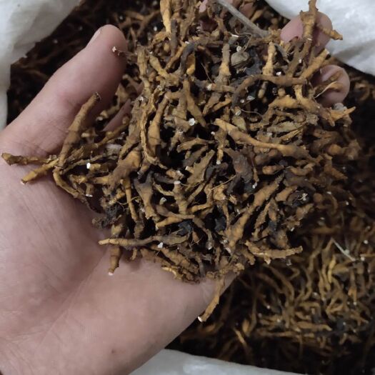 留坝县九节菖蒲  秦岭深山纯全干无杂
