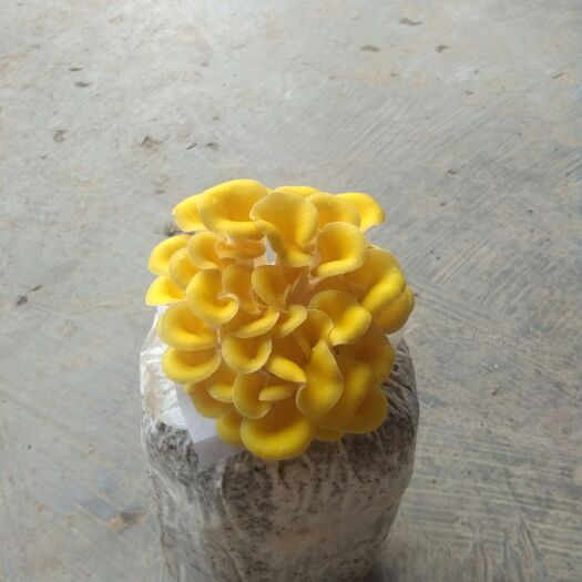 广元 供应榆黄菇，秀珍菇