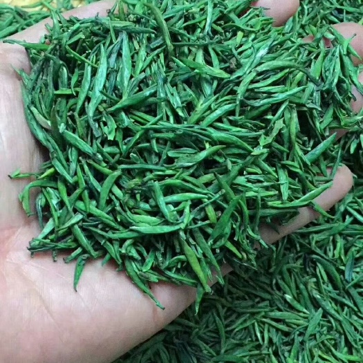 安溪县 明前小米芽雀舌