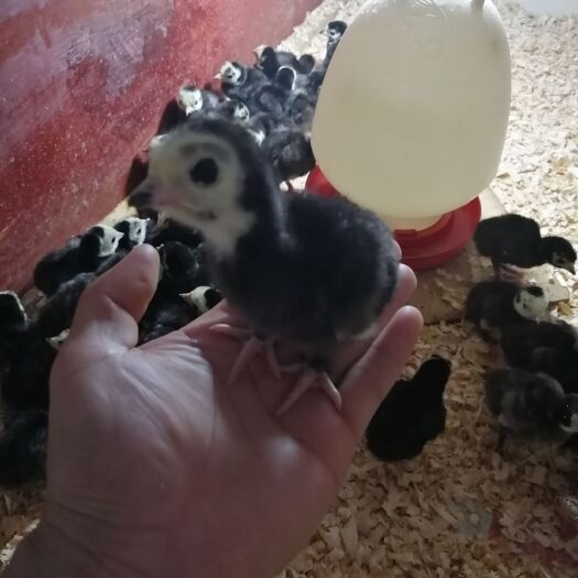 南宁火鸡苗