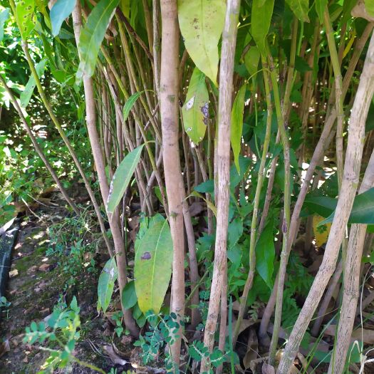 东方市芒果直生苗（实生苗） 芒果实生苗