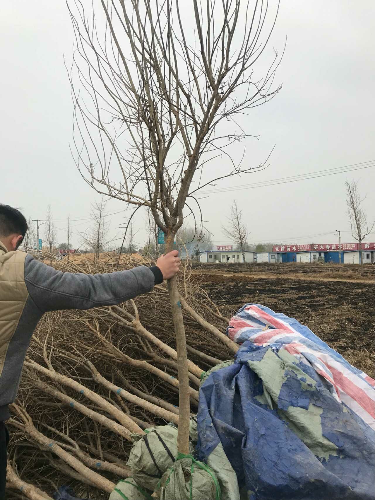  突尼斯黑软籽石榴树苗盆栽盆景地栽当年结果墨石榴苗无籽花石榴