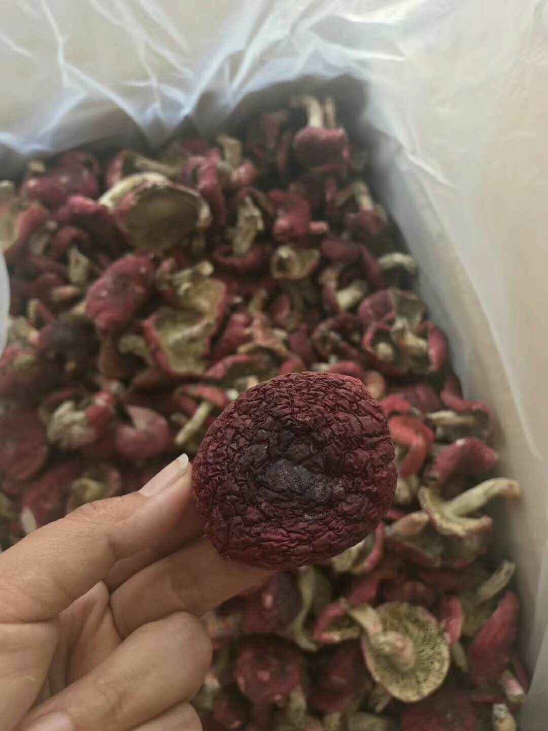 野生香菇 来自老挝的野生公菇