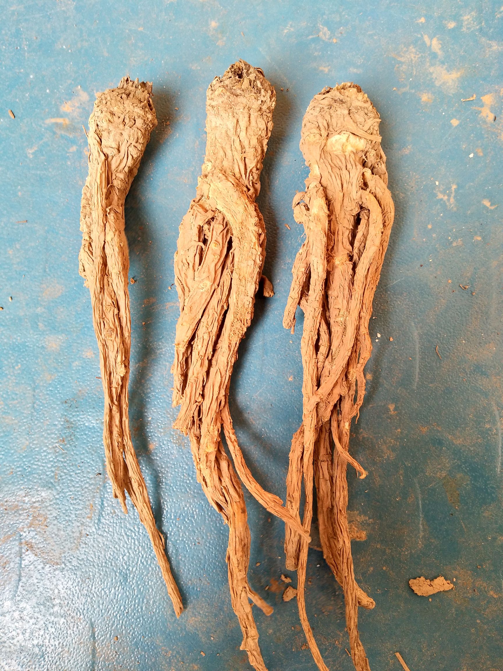 甘肃岷当归药性好无硫煲汤的天然佳品