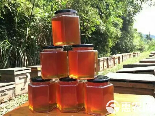 荔枝蜜鲜蜜蜂农自产口味纯正原蜜不加工24年新蜜批发零售
