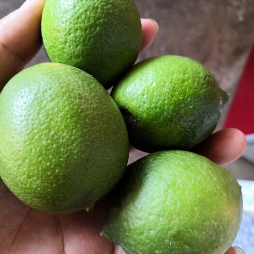 保山青柠檬苗