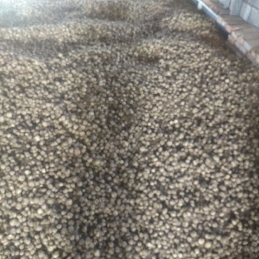 盐城 浙贝母大量出售，产量大，品种优良！