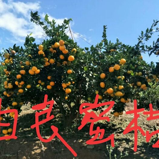 金华特早蜜桔苗  由良柑橘苗