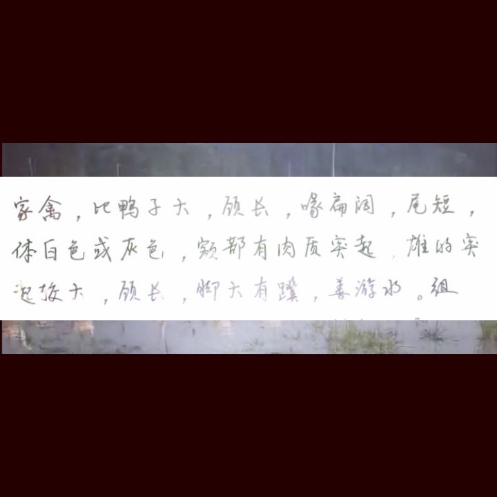 农家土鹅 吃青草长大的，有需要联系我，黄