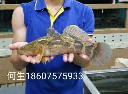 佛山 笋壳鱼批发全国最大