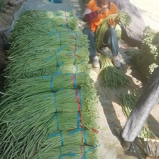 聊城 长豆角大量上市无斑点翠绿豇豆