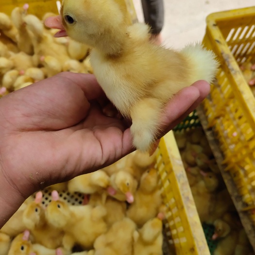 南宁樱桃谷肉鸭苗