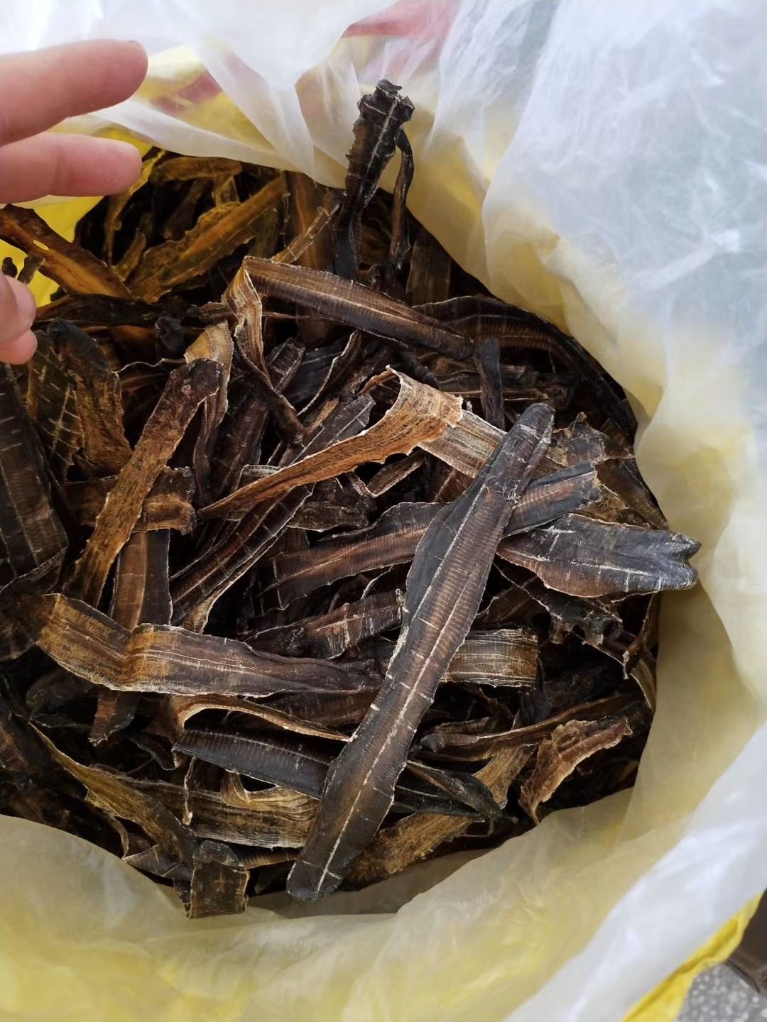  广地龙。个头大