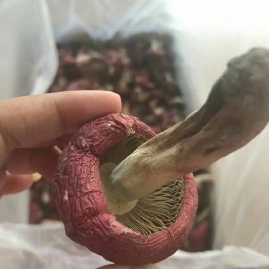 景洪市野生香菇 来自老挝的野生公菇