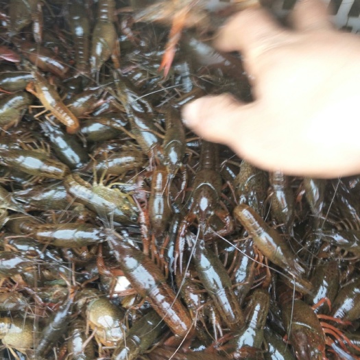 微山县龙虾苗 微山湖，活力好成活率高。