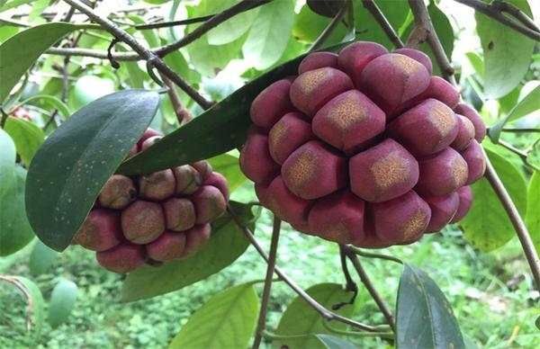 灵山县粉红黑老虎苗