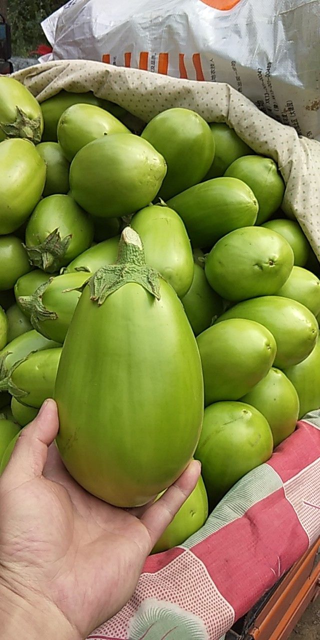 青茄  桑农产品，值得放心。