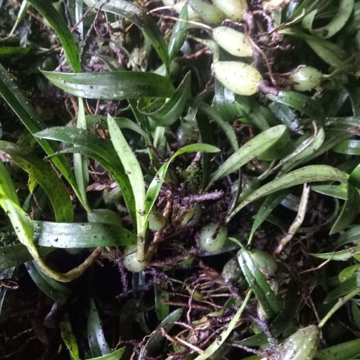 融水县石橄榄