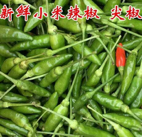 北流市 2019年，新鲜小米椒，辣椒。泡椒
