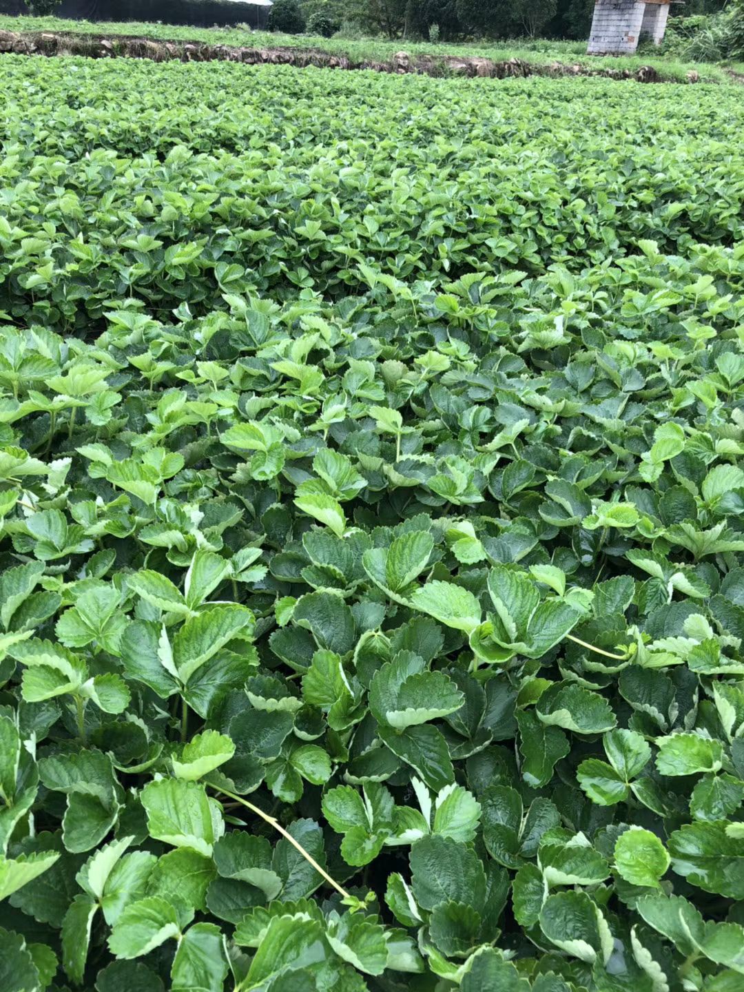 优质草莓苗供应，提供技术欢迎实地考察，合作共赢。